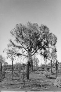 Black and white photograph of the landscape at Ayers Rock Resort, a large tree surrounded by smaller trees and shrubs