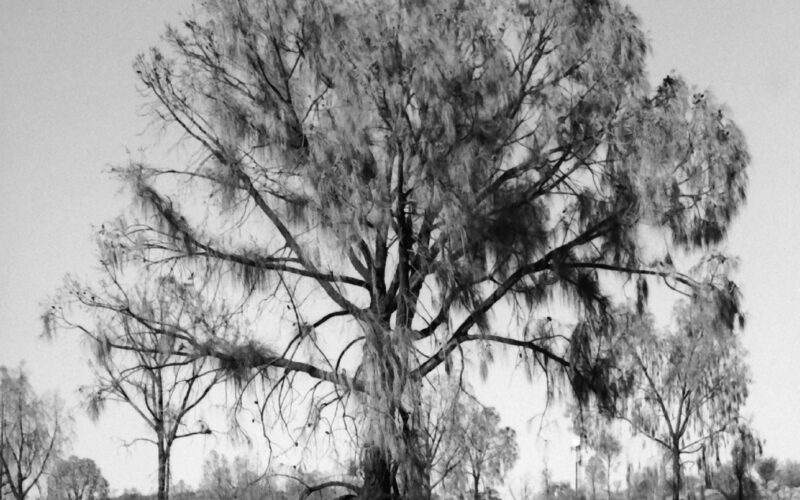 Black and white photograph of the landscape at Ayers Rock Resort, a large tree surrounded by smaller trees and shrubs