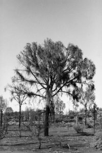 Black and white photograph of the landscape at Ayers Rock Resort, a large tree surrounded by smaller trees and shrubs