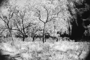 Black and white photograph of Uluru with trees in the foreground