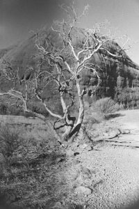 Black and white photography of a tree with no leaves in front of a large rock