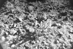 Back and white photo of small flowers growing in rocky ground