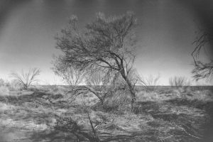 Black and white photo of scrub with a large tree in the foreground leaning to the left