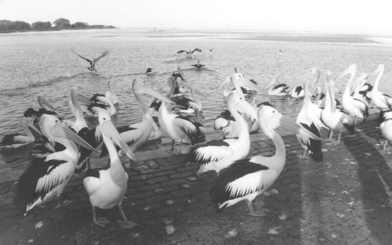 Black and white photograph of a large group of pelicans on the water and a walkway, with several taking flight in the background