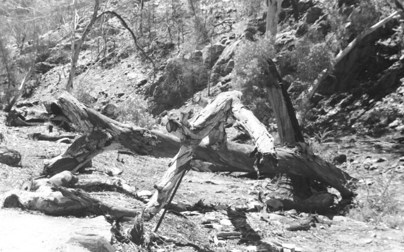Black and white photograph of fallen trees.
