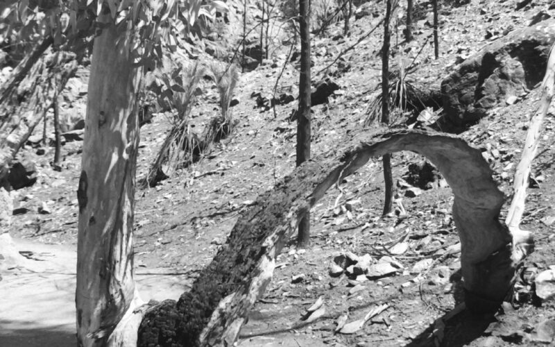 Black and white photograph of bushland with a tree trunk in the foreground bent over in an arch.