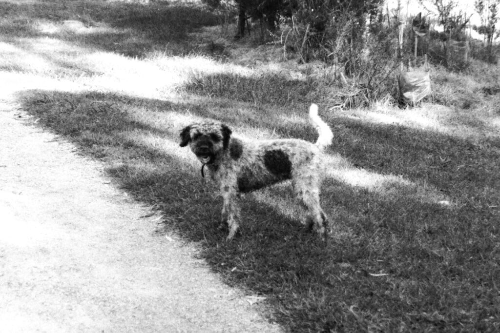 Lagotto Romagnolo, Melbourne, March 2020