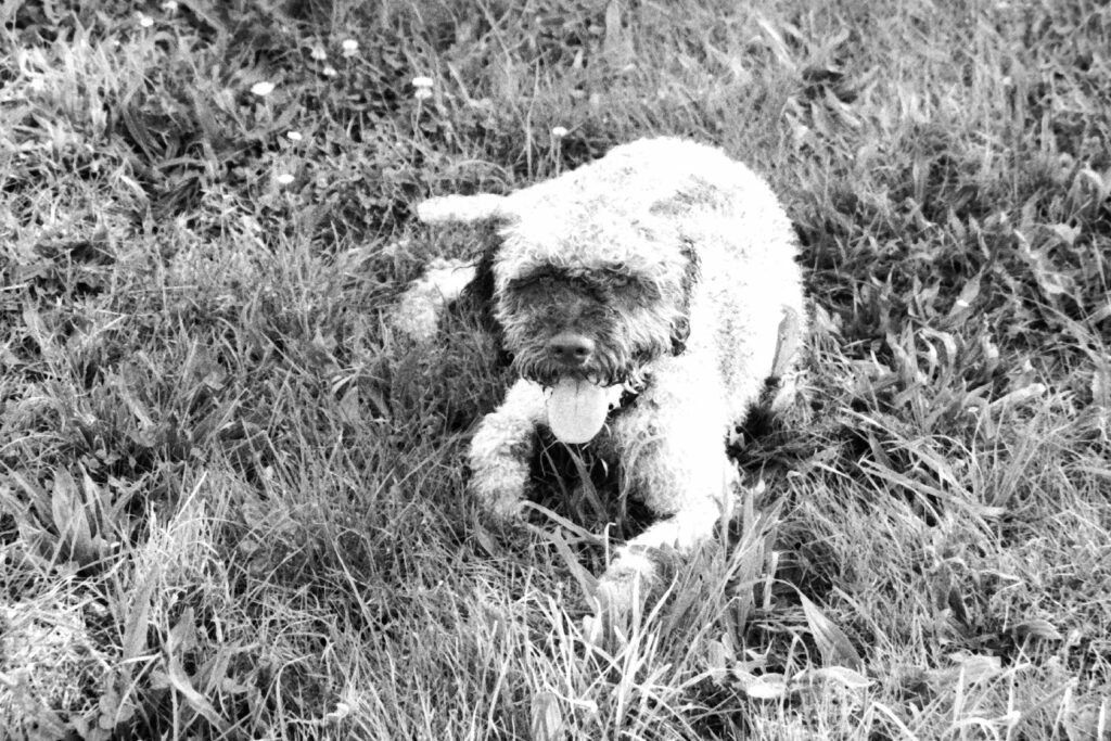 Lagotto Romagnolo, Melbourne, March 2020.