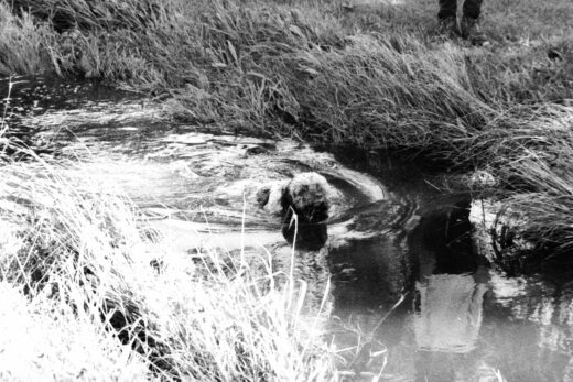 Black and white photo of a dog swimming in a creek, with just it's head above water