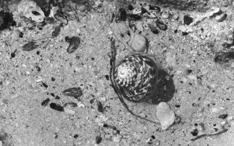 Black and white close-up photo of a spiral shell in shallow, sandy water.