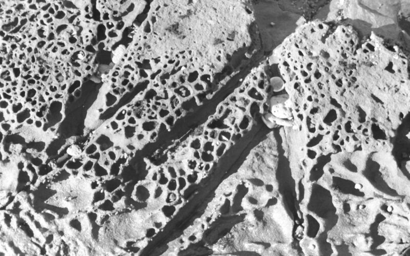 Black and white close-up photo of rocks with small holes, channels for water flow and small stones and shells.