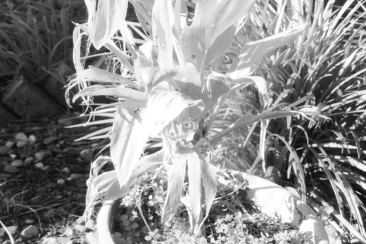 Black and white close up of a white plant.