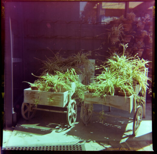 Square photograph with film markings along the left and right side. The photo is of two wooden barrows side-by-side filled with potted plants. There are more plants hanging on the wall behind it.