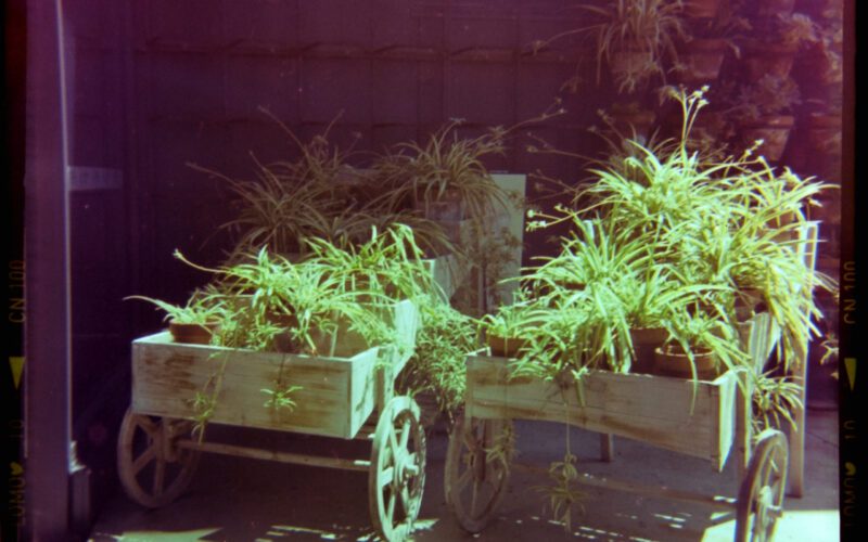 Square photograph with film markings along the left and right side. The photo is of two wooden barrows side-by-side filled with potted plants. There are more plants hanging on the wall behind it.