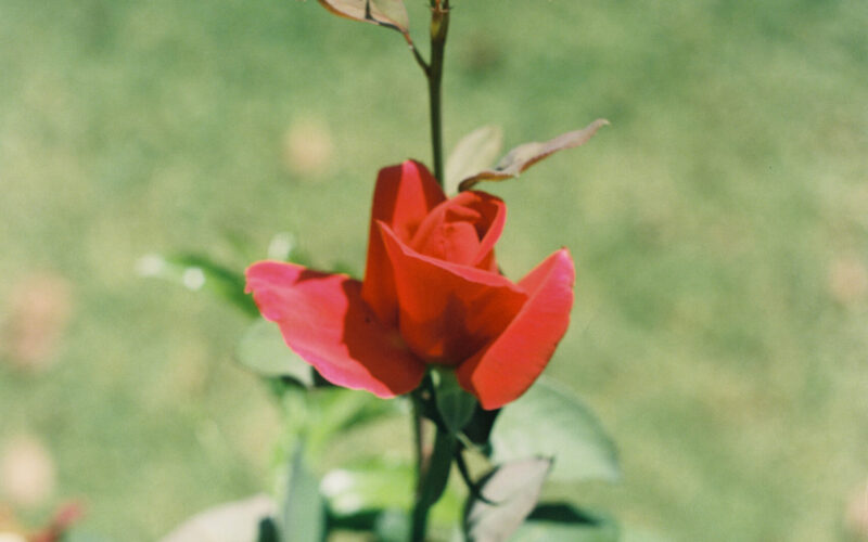 Close up color photograph of a red rose.