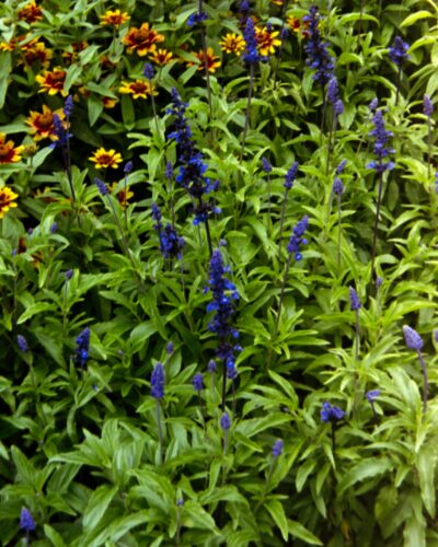 Photo of leafy green plants with purple flowers in the front, changing to orange flowers at the back.