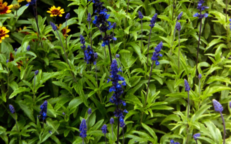 Photo of leafy green plants with purple flowers in the front, changing to orange flowers at the back.