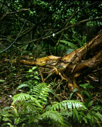 Photo of the floor of a rainforest with ferns leaves and vines littering the ground. There is a large tree root in the centre with the trunk rising out of it and leaning towards the centre. Everything in the image is glistening with water.