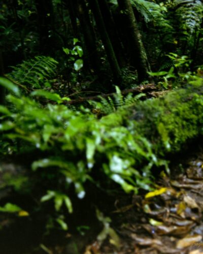 Photo of a log lying on the floor of a rainforest. There are brown and yellow leaves next to it and tree trunks behind it. The log is covered in green moss and ferns.