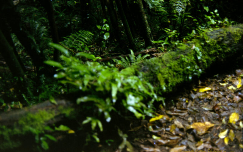 Photo of a log lying on the floor of a rainforest. There are brown and yellow leaves next to it and tree trunks behind it. The log is covered in green moss and ferns.
