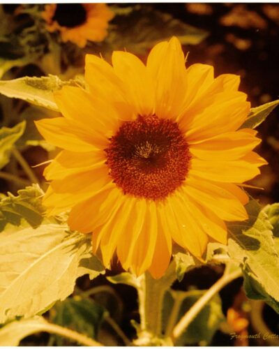 Sunflower Study Close-up photograph of a bright yellow sunflower, with two other sunflowers in the background.