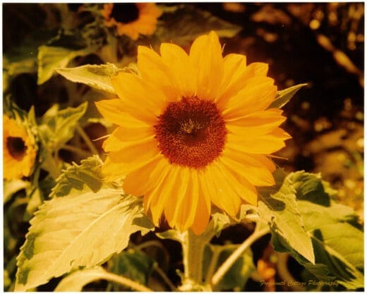 Close-up photograph of a bright yellow sunflower, with two other sunflowers in the background.