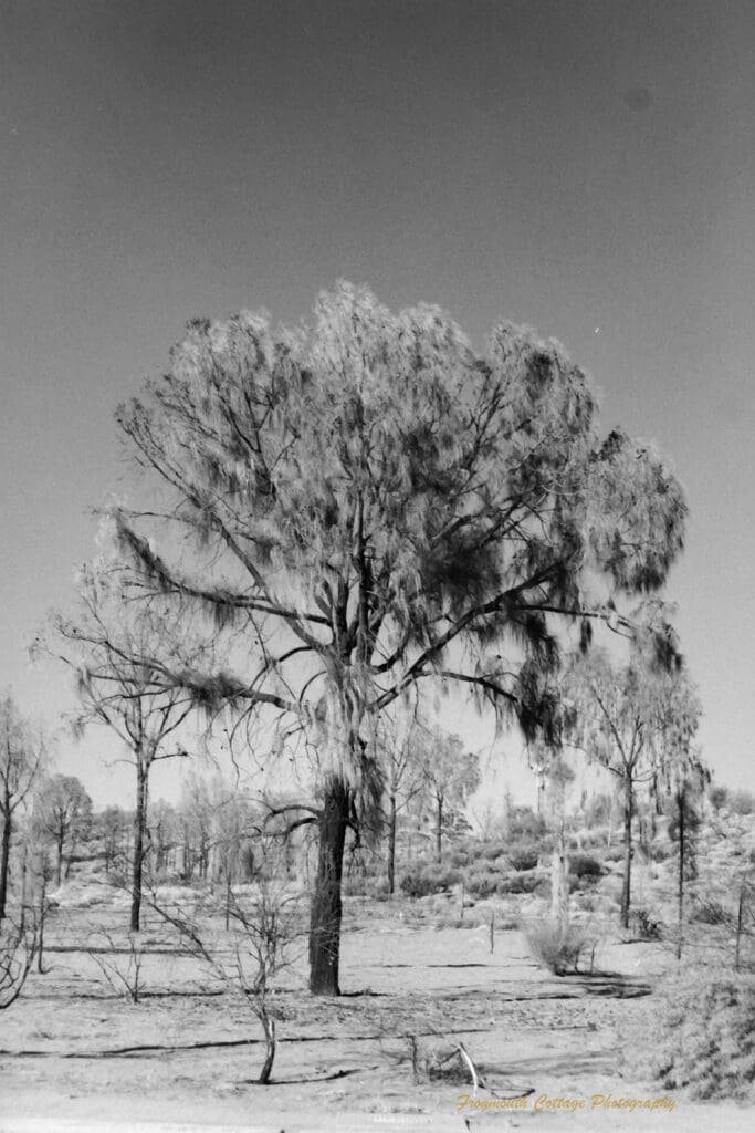 Black and white photo of a tree in a sparce landscape