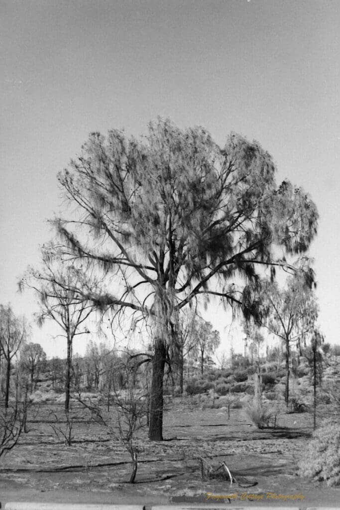 Black and white photo of a tree in a sparce landscape