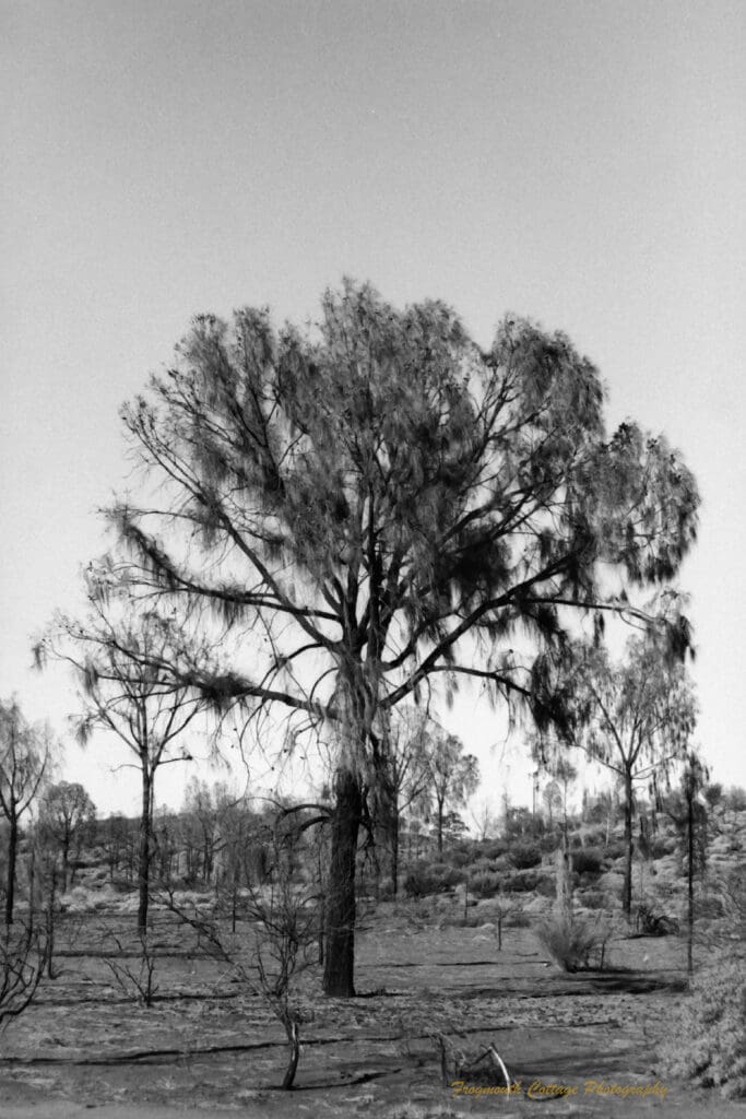 Black and white photo of a tree in a sparce landscape
