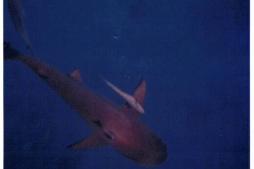 A photograph taken underwater of a shark swimming below the photographer with a small fish alongside it.