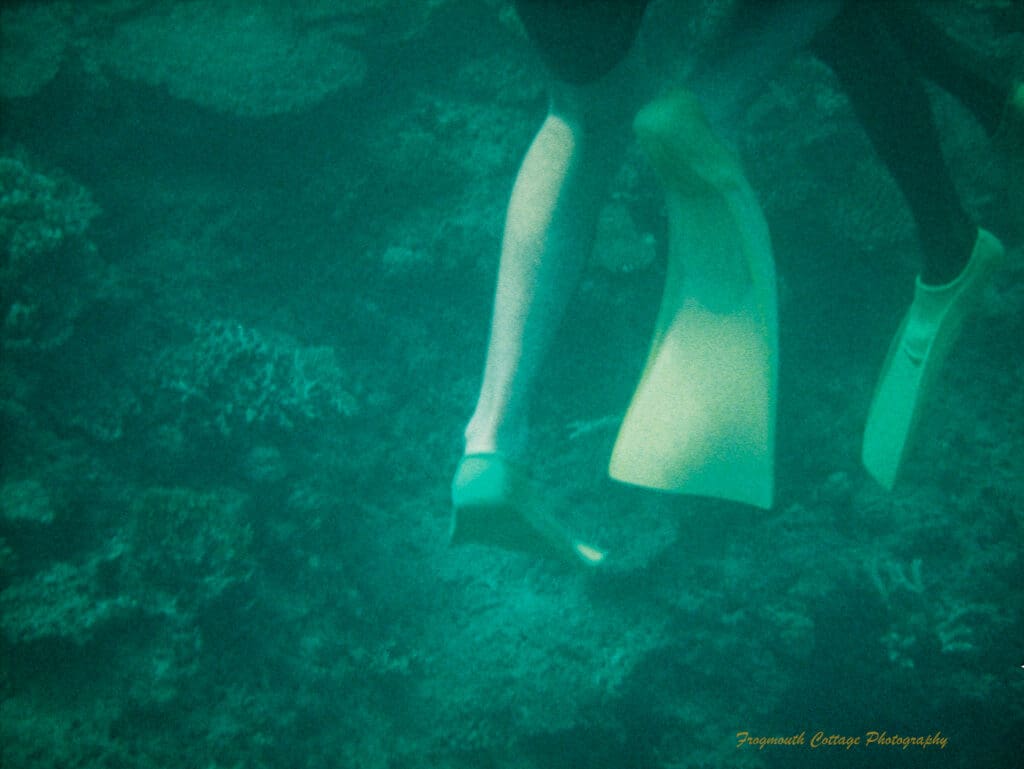 A photo taken underwater of two sets of legs with yellow flippers.