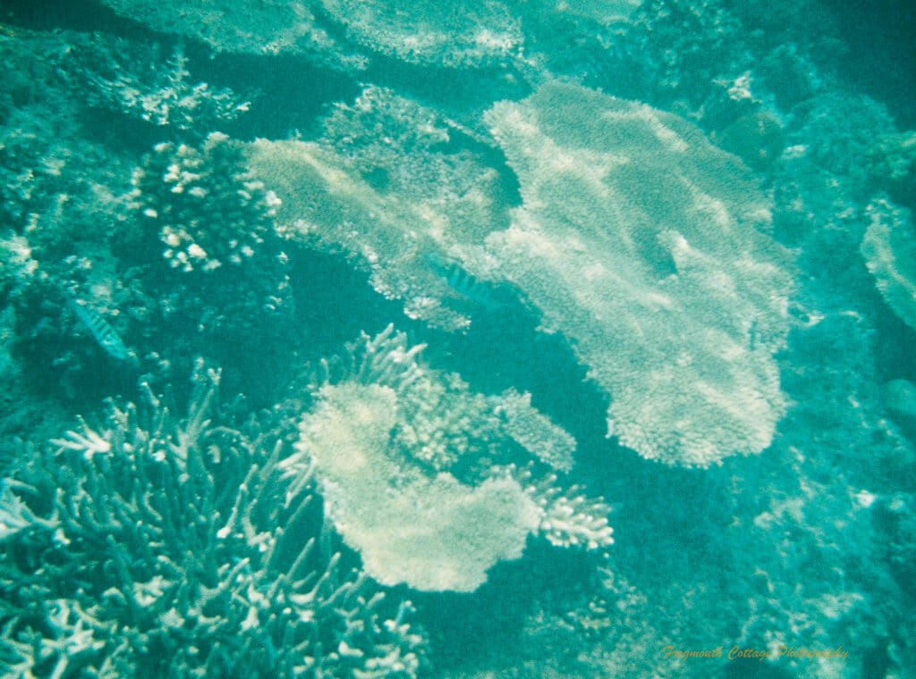 Photo taken under water of coral with sunshine patterns across the surface of the large flat coral.