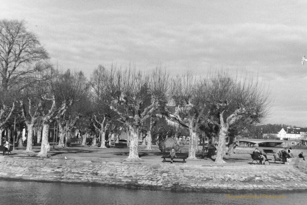 Black and white photograph of a park and bare tees along the edge of lake, people are sitting on park benches around the edge of the lake. A bridge and low buildings are in the background.