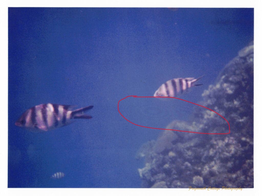 Photograph of fish swimming underwater. A red circle has been drawn around a series of rings on the image that are Newton Rings.