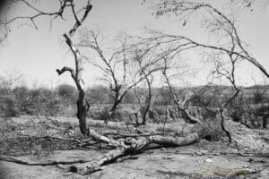 Black and white photo of bare trees and a fallen tree in the foreground