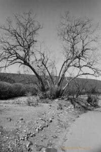 Black and white photograph of a clump of bare trees fanning out on either side