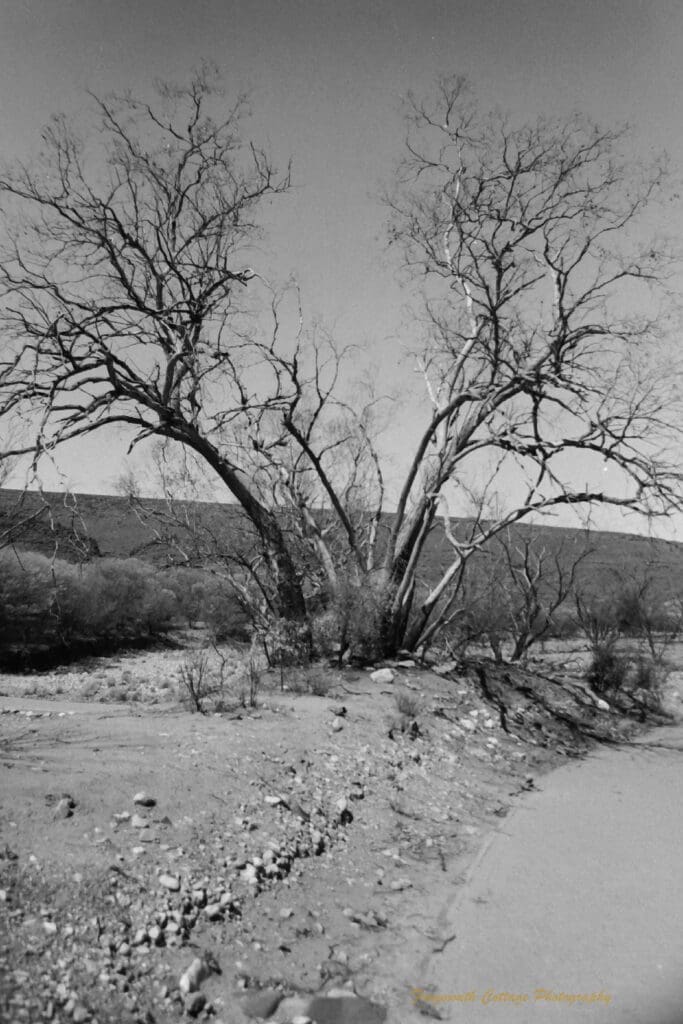 Black and white photograph of a clump of bare trees fanning out on either side