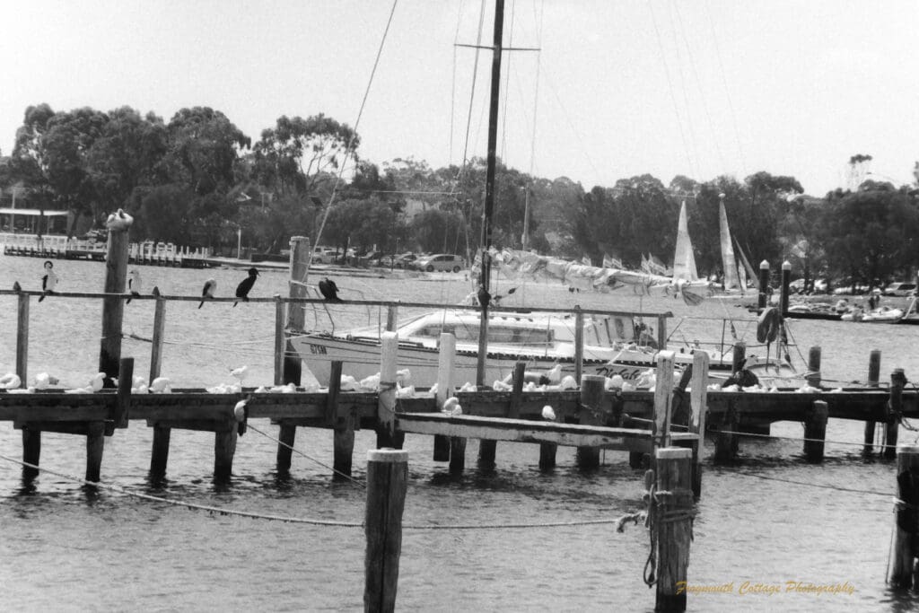Black and white photo of a pier with a boat moored behind it. The boradwalk and railings of the pier are covered with birds of various species.