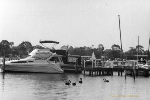 Black and white photo of boats moored along a pier with four black swans in the water in front of them