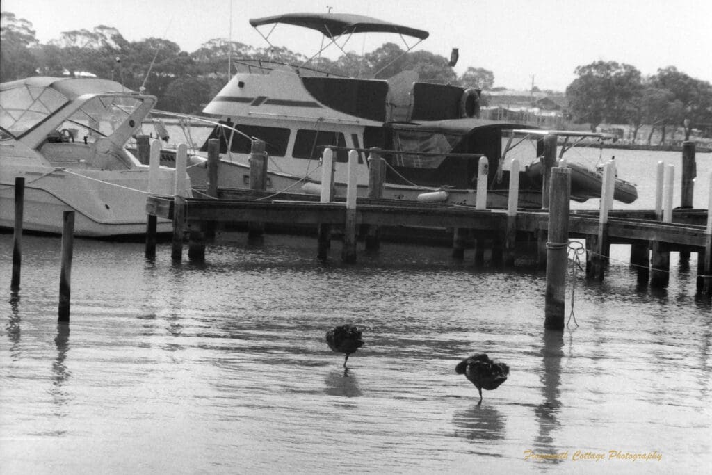 Black and white photo of two boats moored at a pier. In the water in front are two black coloured birds both standing on one leg.