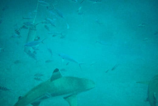 Photo taken underwater of a reef shark with a black tipped fin swimming amongst smaller fish. There are two types of fish - long thin silver fish and black and white stripped fish. The fish are swimming around a can that has been lowered into the water on a string. Another shark can be seen in the bottom right hand corner of the photo.