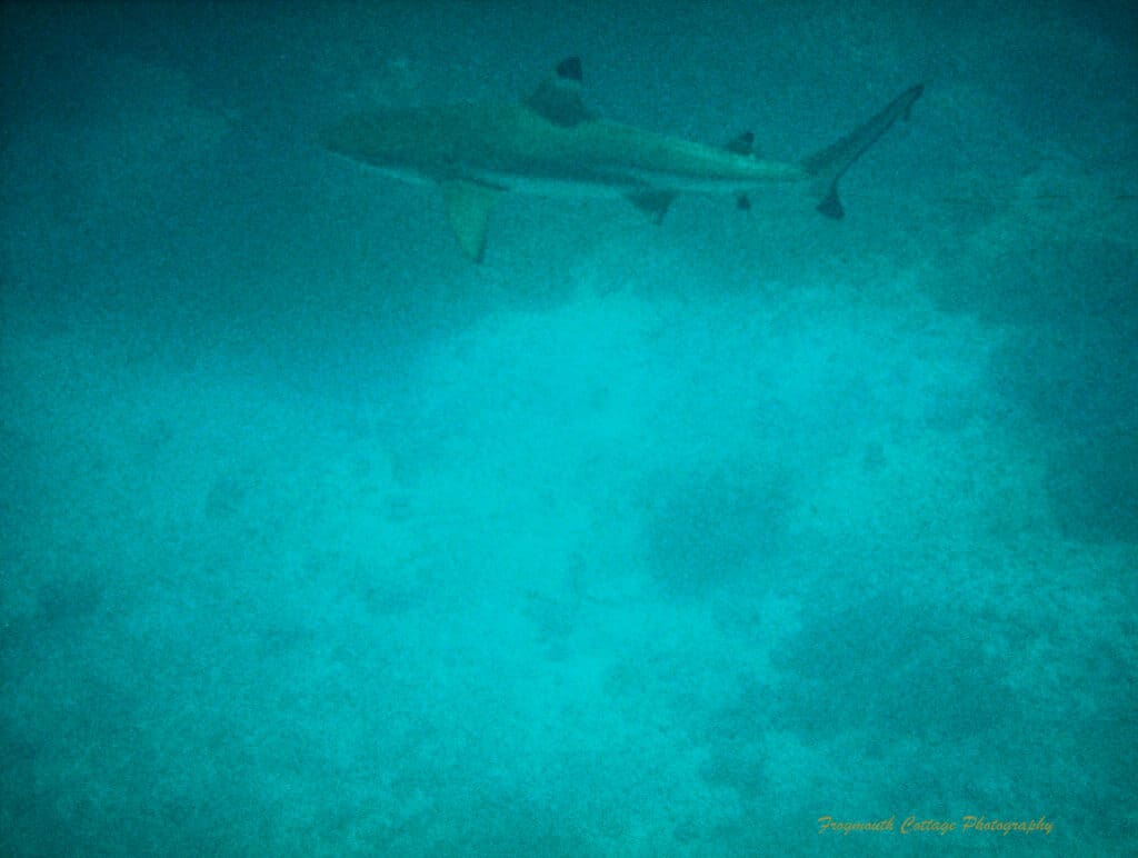 Photo taken under water of a reef shark with a black tipped top fin.