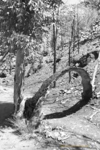 Black and white photo of a tall slender tree with a branch low to the ground that has bent and formed an arch over the path. The bent branch is burnt on one side. A hillside of spindly young trees is in the background.
