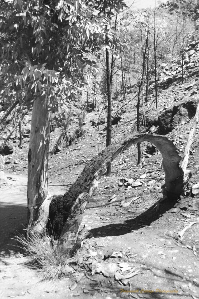 Black and white photo of a tall slender tree with a branch low to the ground that has bent and formed an arch over the path. The bent branch is burnt on one side. A hillside of spindly young trees is in the background.