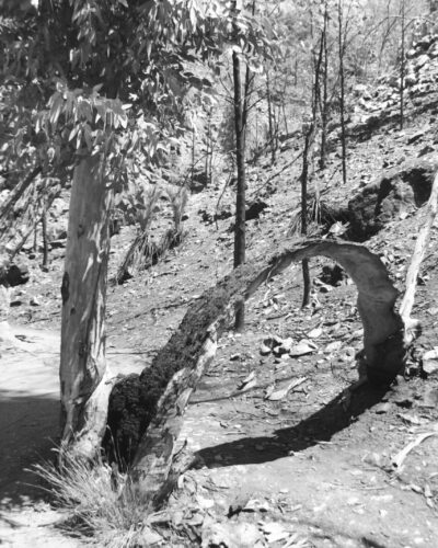 Black and white photo of a tall slender tree with a branch low to the ground that has bent and formed an arch over the path. The bent branch is burnt on one side. A hillside of spindly young trees is in the background.