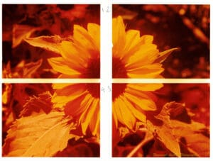 Photograph of a sunflower printed on 4 quadrants with white borders in between. From top right the quadrants are numbered clockwise as 1, 2, 3, 4. The image has a magenta cast.