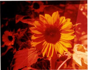 Photograph of a sunflower with six colour gradings from left to right. The left side is very red, getting less so across the image.