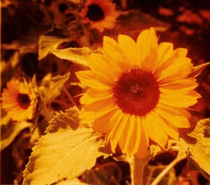 Closeup photo of a sunflower, the background has an orange colour cast.