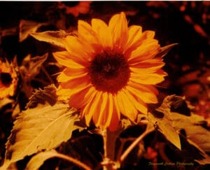 Close up photograph of a large yellow sunflower. The background has a magenta cast.