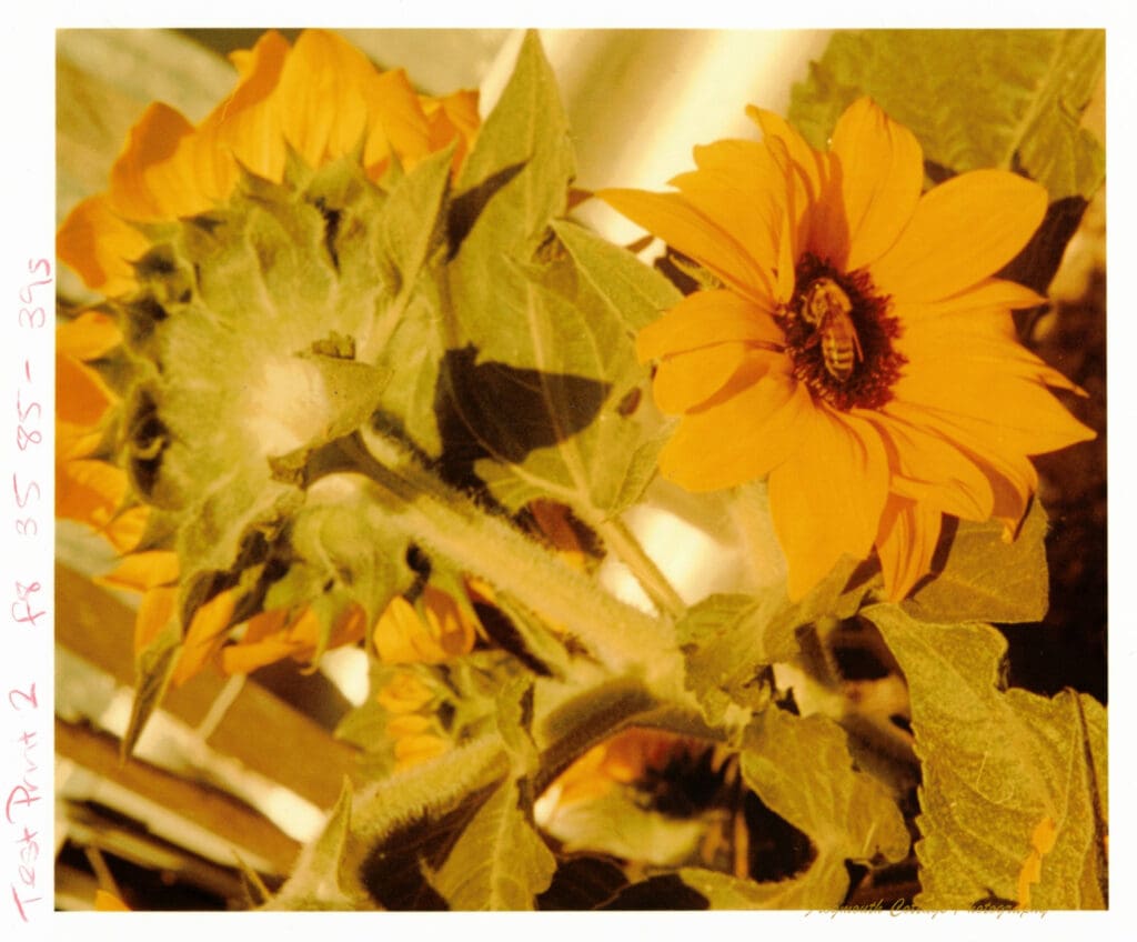 Colour photograph of a bunch of sunflowers in a garden bed. The image has been enlarged to make two flowers the focal point. The flower on the right hand side, with the flower facing the camera has a bee in the centre of it.